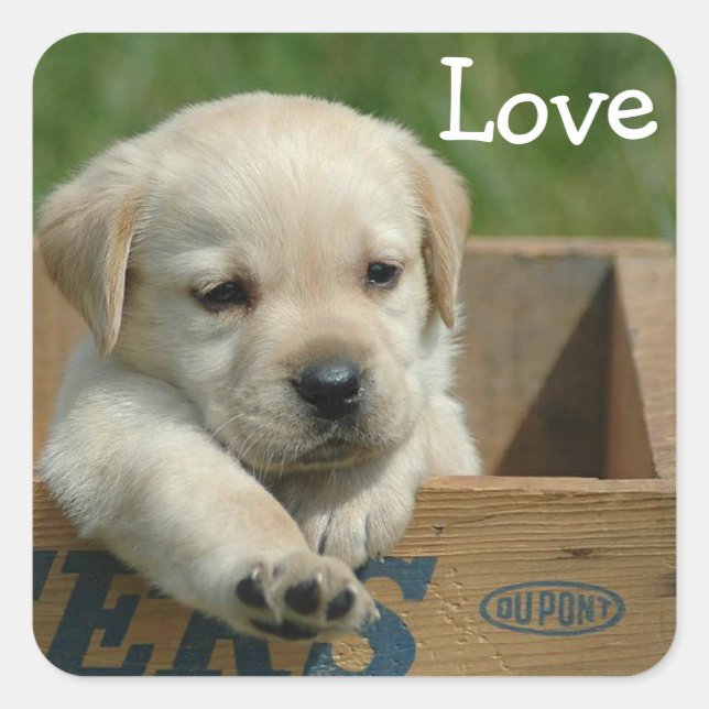 Autocollant / Étiquette de chiot Labrador Retrieve (Devant)