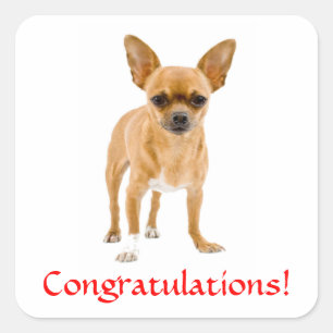 Autocollant Félicitations Chihuahua Chiot