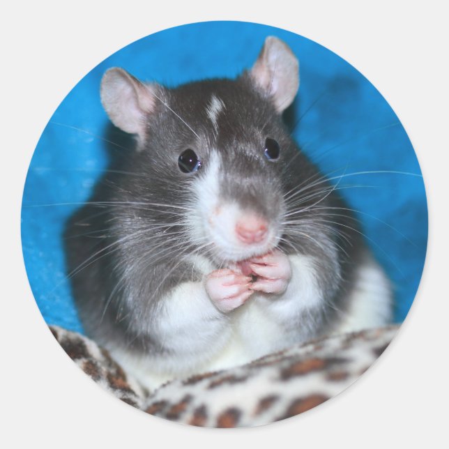 Autocollant Figaro Rattie 3" (Devant)