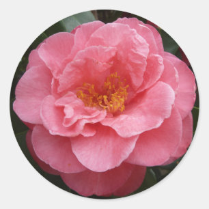 Autocollant floral de photo de camélia assez rose