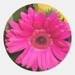 Autocollant Fuschia Gerbera Daisy