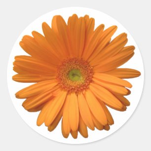 Autocollant Gerber Daisy