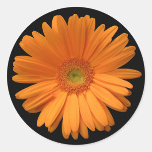 Autocollant Gerber Daisy