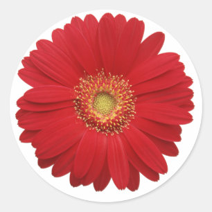 Autocollant gerbera rouge