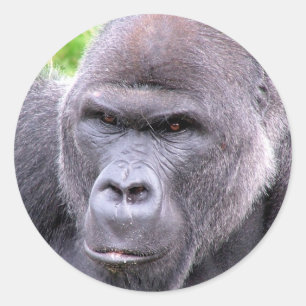 Autocollant Gorilla