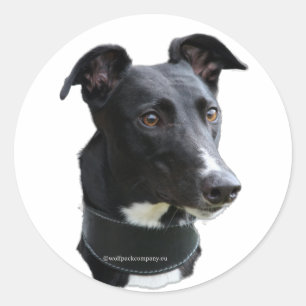 autocollant greyhound