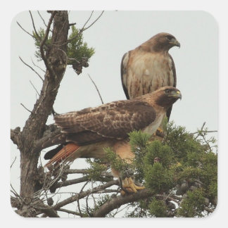 Autocollant Hawk 2