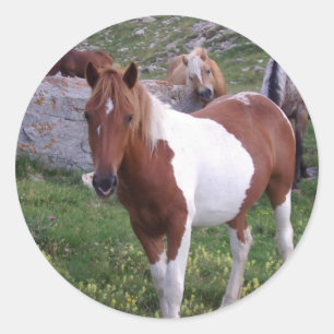 Autocollant indien Pony