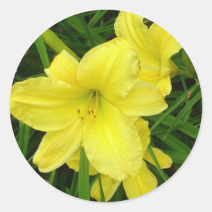 Autocollant jaune de Daylilies