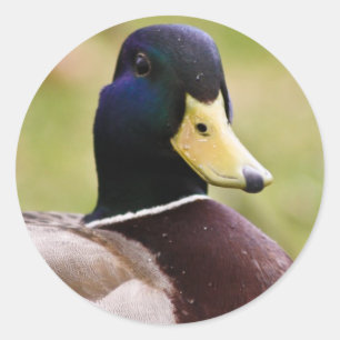 Autocollant jaune et bleu de canard