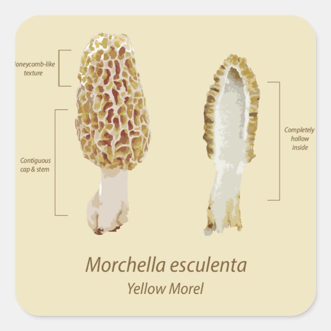 Autocollant jaune Morel Morchella esculenta (Devant)