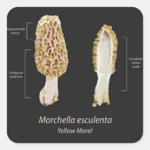 Autocollant jaune Morel Morchella esculenta