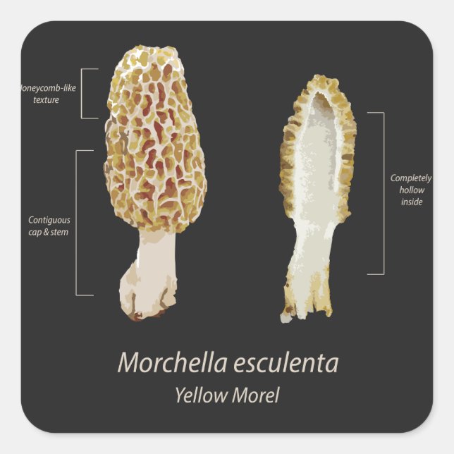 Autocollant jaune Morel Morchella esculenta (Devant)