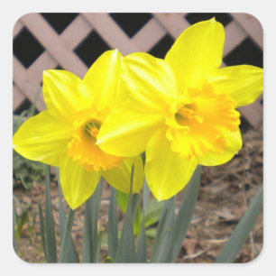 Autocollant jonquilles jaunes