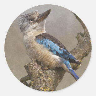 Autocollant Kookaburra