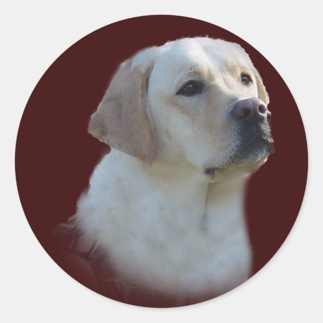 Autocollant Labrador Retriever (Devant)
