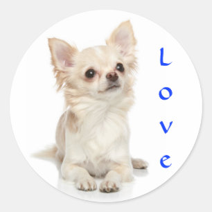 Autocollant Love Chihuahua