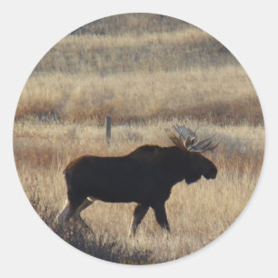 autocollant M5 Bull Moose