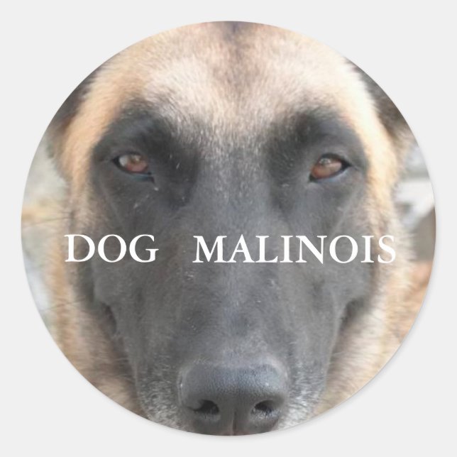 autocollant malinois (Devant)