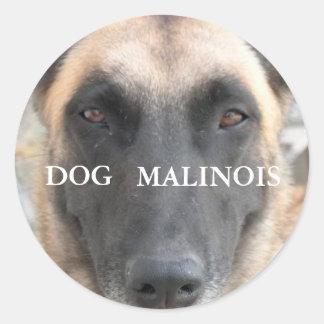 autocollant malinois