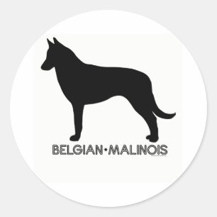Autocollant Malinois belge