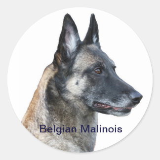 Autocollant Malinois belge