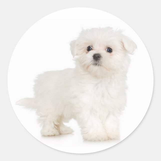 Autocollant maltais (Devant)