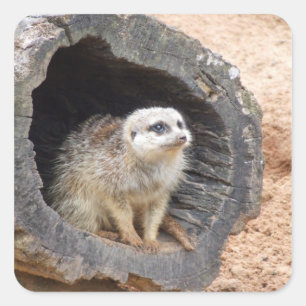 Autocollant Meerkat - carré