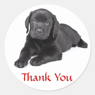 Autocollant Merci chiot Labrador Retriever noir