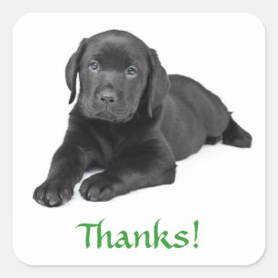 Autocollant Merci Chiots Labrador Retriever Noir