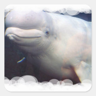 Autocollant mignon de baleine de beluga