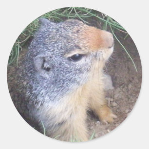Autocollant mignon de Groundhog