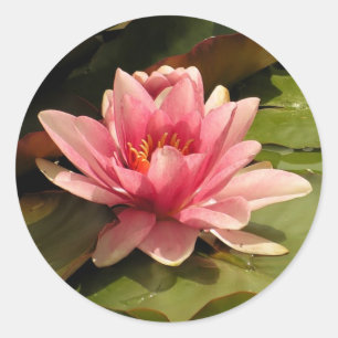 Autocollant nénuphar