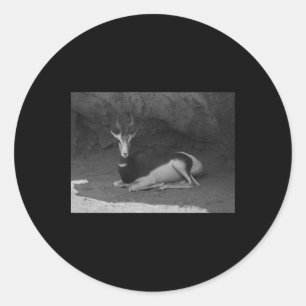 Autocollant noir et blanc Dama Gazelle Valencia