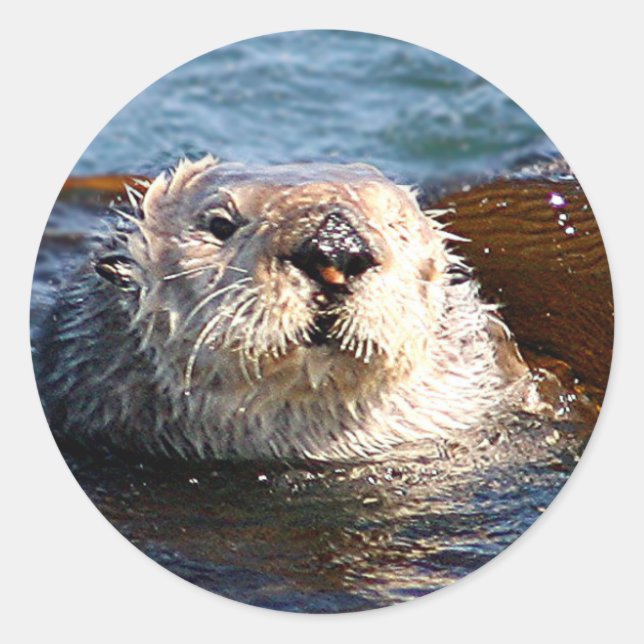 Autocollant Otter (Devant)