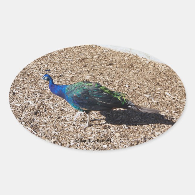 autocollant Paon bleu indien (Devant)