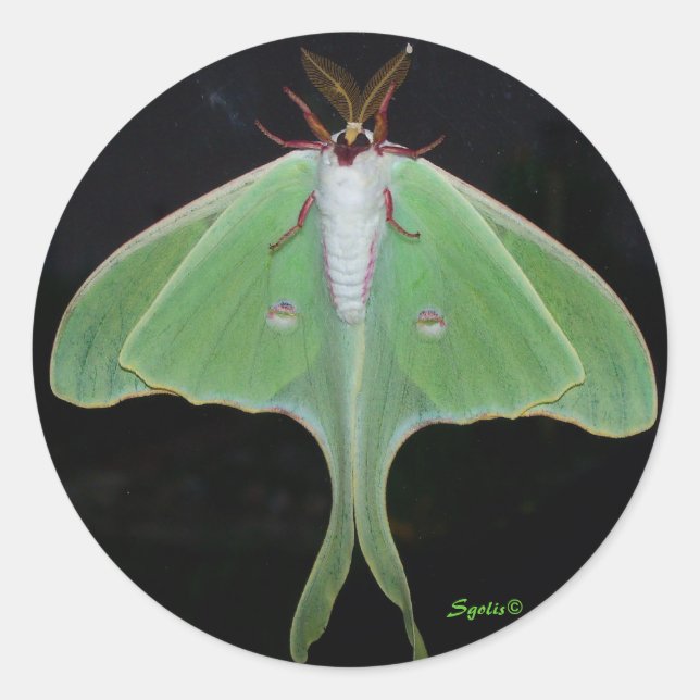 Autocollant Papillon de Lune (Devant)