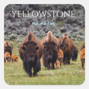 Autocollant Parc National de Yellowstone Bison Buf