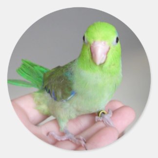Autocollant : Parrotlet Pacifique