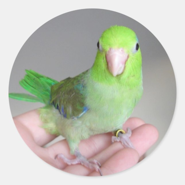 Autocollant : Parrotlet Pacifique (Devant)