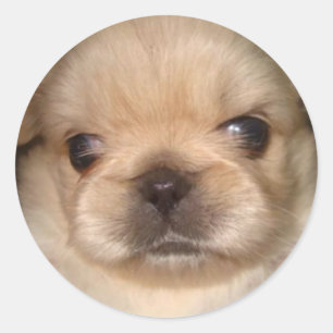 autocollant pekingese de chiot