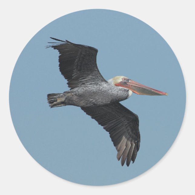 Autocollant Pelican 14 volant (Devant)