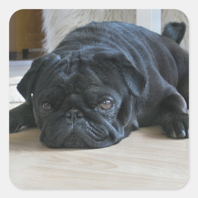 Autocollant photo de chiot carlin noir mignon (Devant)