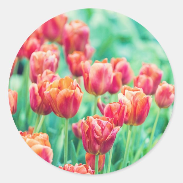 Autocollant photo de tulipes d'Amsterdam (Devant)