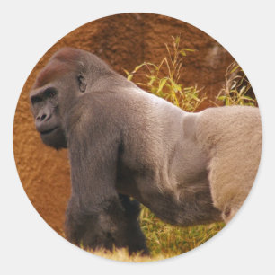 Autocollant photo Silverback Gorilla