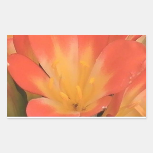 Autocollant plante Clivias (Devant)