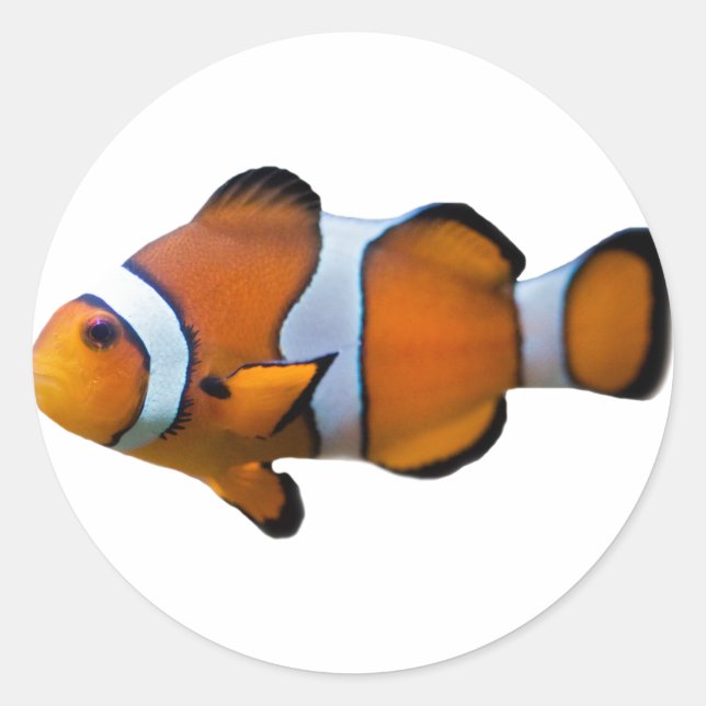 Autocollant Poisson-clown (Devant)