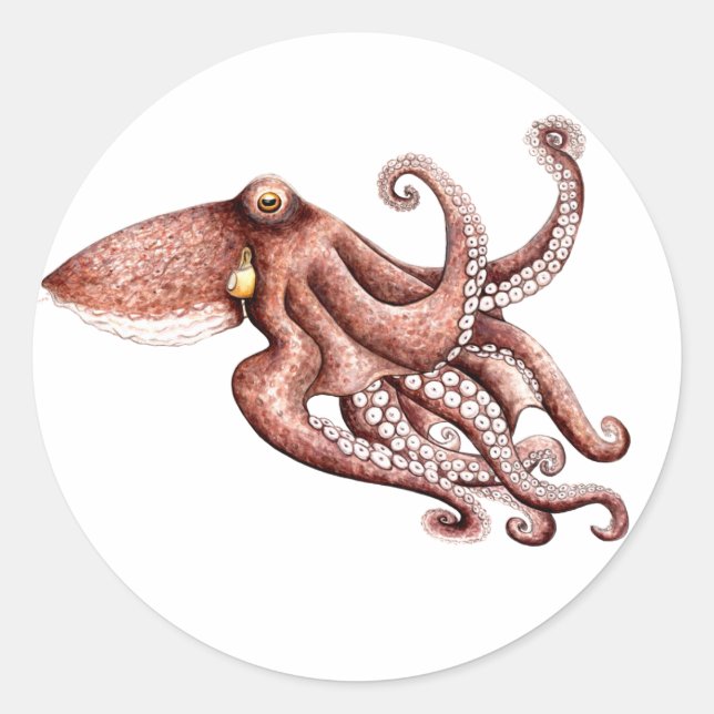 Autocollant Poulpe Octopus vulgaris (Devant)
