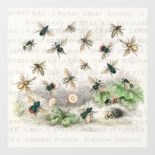 Autocollant Pour Fenêtre Abeille Reine Entomologie Botanique Vintage