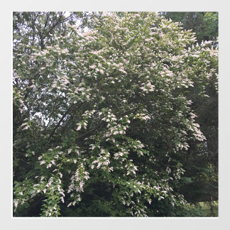 Autocollant Pour Fenêtre Arbre